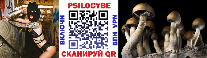 shop как зайти наркотики Кедровый Галлюциногенные грибы прущие грибы